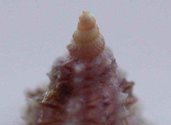 Raphitoma linearis  protoconca